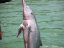 Delfinshow.